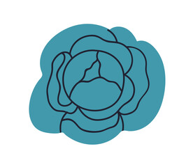 Cabbage, leaf vegetable. Fresh green leafy kale head, food product for salads. Healthy natural cole, organic farm crop, harvest. Flat graphic vector illustration isolated on white background