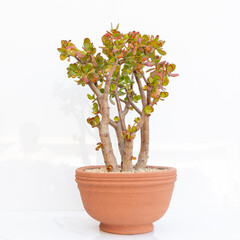 Naklejka premium Crassula ovata known as lucky plant or money tree in a clay pot isolated on white background. Selected focus.