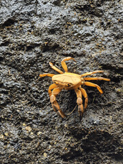 crab on the rock