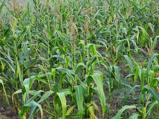 Lush Green Cornfield in Early Summer