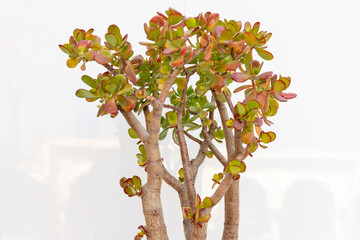 Crassula Ovata or friendship tree succulent plant thick branches on white isolated background
