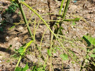 Close-up view of a diseased plant showing leaf and stem damage, indicative of a plant disease or...