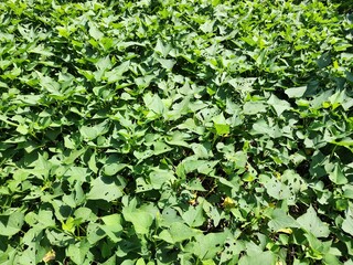 Lush Green Sweet Potato Plants in a Cultivated Field