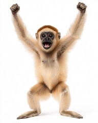 Obraz premium Adorable Baby Gibbon Monkey Cheerful Pose Happy Animal Wildlife