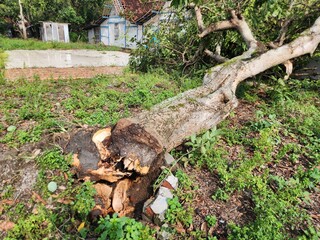 Fallen Tree Trunk and Exposed Roots in a Greenery Setting