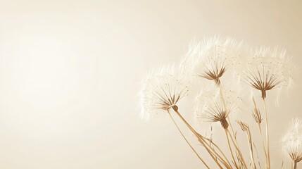 Delicate Dandelion Blooms in Pastel Hues