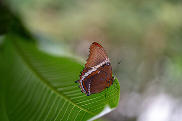 Butterfly on a green leaf