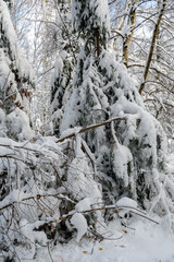 Branches of trees full of snow
