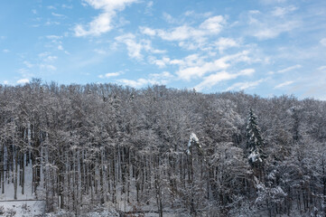 Trees in  the forest with snow