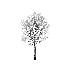Fototapeta premium A minimalist black and white tree illustration.