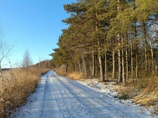 Rekyva forest during sunny winter day. Pine and birch tree woodland. Blueberry bushes are growing...