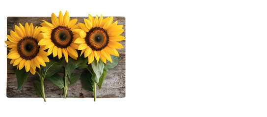 Sunflowers on an old wooden board white background