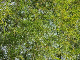 Lush Green Bamboo Leaves Texture Background