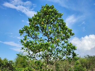 Lush Green Tree Against a Vivid Blue Sky with Fluffy White Clouds