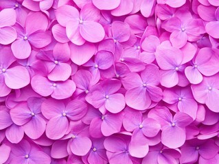 Fototapeta premium Delicate Pink Hydrangea Petals Close Up Soft Floral Background Texture