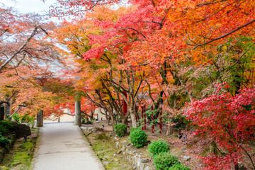 秋の竈門神社　福岡県太宰府市　Kamado Shrine in autumn. Fukuoka Pref, Dazaifu City.