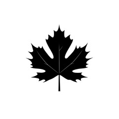 Fototapeta premium Silhouette of a maple leaf.