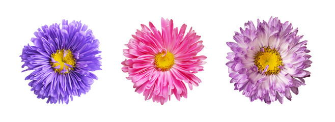 Set of different colors of flowers (chrysanthemum) isolated on white or transparent background
