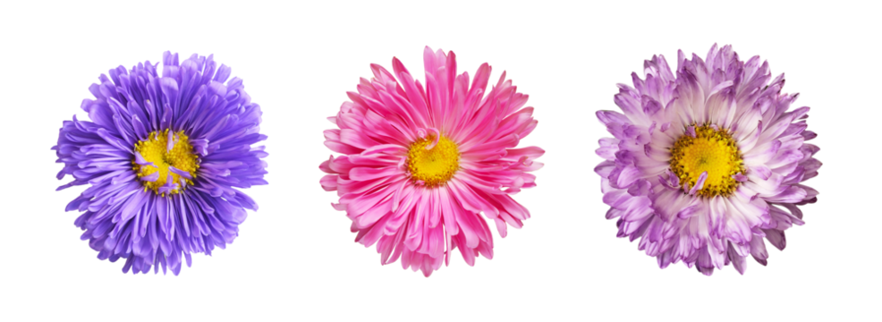 Set of different colors of flowers (chrysanthemum) isolated on white or transparent background