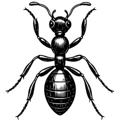 Black and White Ant Silhouette with Intricate Body Details Vector