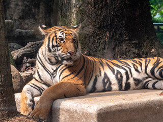 tiger in the wild