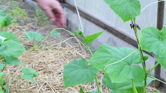 Women's hands tie up young shoots of cucumbers in a greenhouse. Growing cucumbers, plant growing