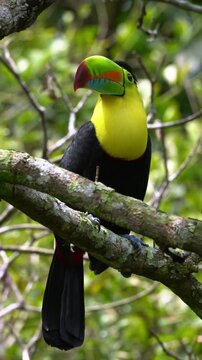 Vertical footage of a keel-billed toucan bird (Ramphastos sulfuratus) perching on a tree branch