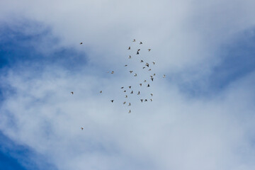 A flock of pigeons flying high in the blue sky .