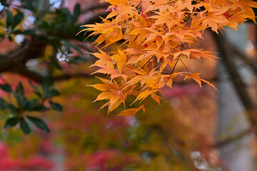 オレンジ色に色づいたオオモミジ