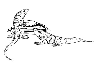 Wildlife iguana lizard reptile gecko salamander animal pet. Desert tropical island area. Hand drawn ink vector isolated on white illustration. Design travel, vacation, zoo terrarium shop brochure ads