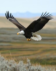 Obraz premium A majestic bald eagle soaring gracefully above a lush landscape.