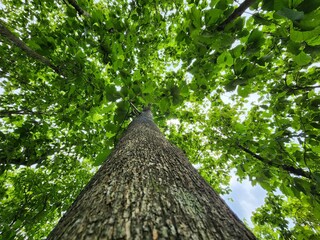 Looking Up at a Majestic Tree in a Lush Forest