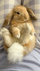 Adorable Holland Lop Bunny