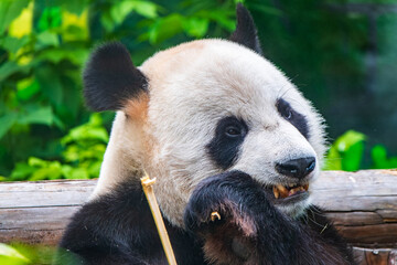 Obraz premium The Giant Panda Bear sits while eating a bamboo stalk