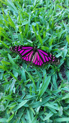Monarch butterfly on grass