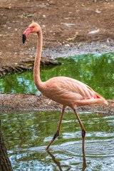 Fototapeta premium The greater flamingo, Phoenicopterus roseus, standing in water on lake shore.