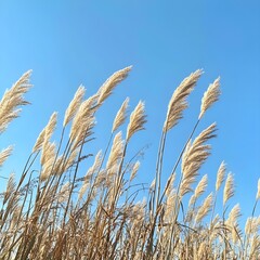 Fototapeta premium A photo of tall, golden wheat swaying in the breeze under a clear blue sky. 