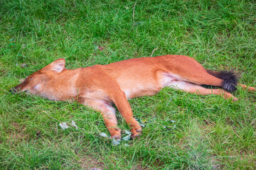 Dhole (Cuon alpinus) also known as the Asiatic Wild Dog Indian Wild Dog or Red Dog