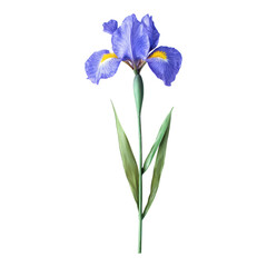 Single Iris Flower on White on transparent PNG background.