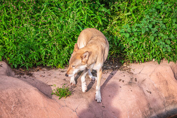 Gray wolf in forest on the green grass. The wolf, Canis lupus