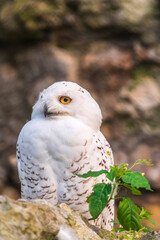 A snowy owl sits on a rock cliff.