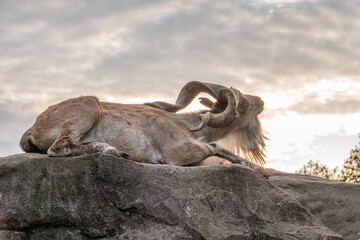 Close-up portrait of Markhor, Capra falconeri, wild goat native to Central Asia, Karakoram and the...