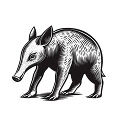Fototapeta premium Black and white illustration of a young collared peccary.
