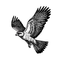 Black and white illustration of a hawk in flight.