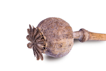 Dry poppy head isolated on white background
