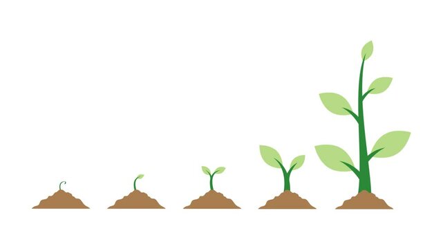 Plant seeds, green plant growth