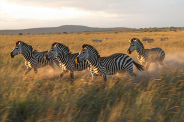 Obraz premium A stunning shot of zebras galloping across a wide plain at dusk, their motion creating an elegant blur. The warm glow of sunset and the rising dust enhance the wild beauty of the scene, reflecting the