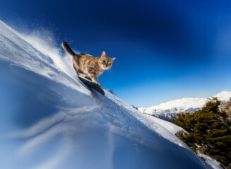 A tabby cat snowboards down a snowy mountain slope under a vibrant blue sky.  The cat appears brave and determined, enjoying the thrill of the ride.