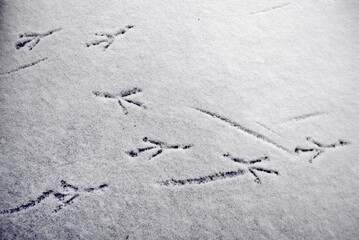 Bird tracks in the snow