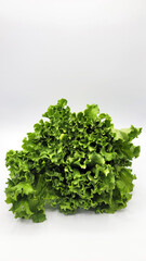 Fototapeta premium 양상추・レタス・lettuce